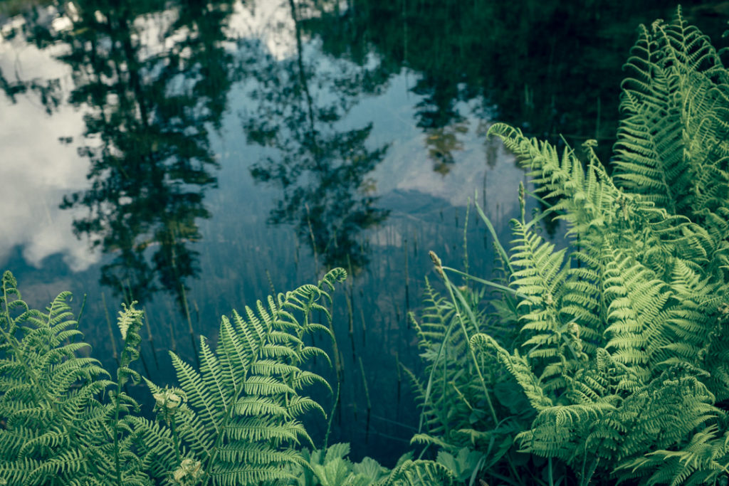 Tranquil scene of ferns and their reflections in a small mountain lake in Chamonix, France.