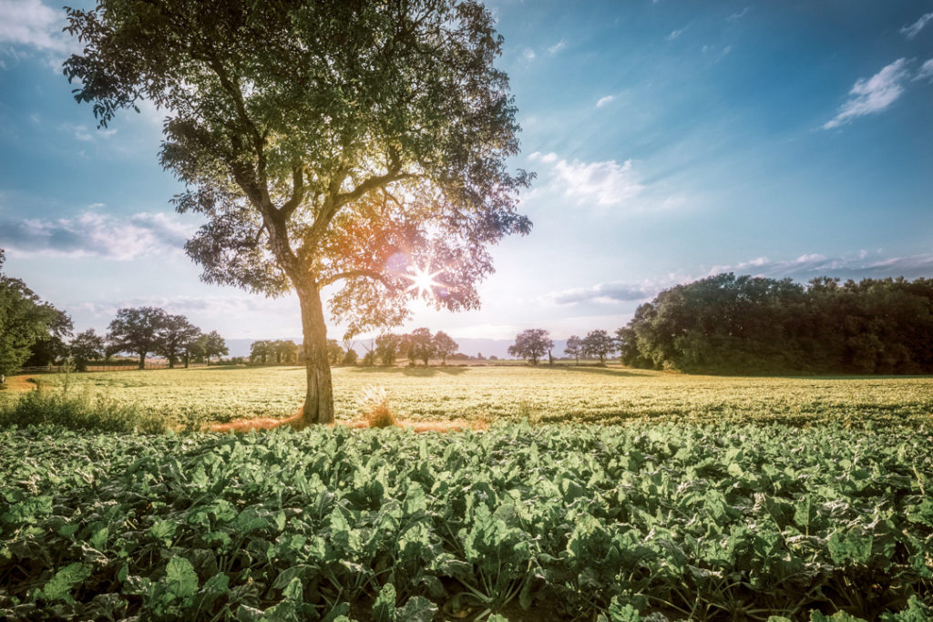 Paysage de campagne Genève, Suisse, été 2018