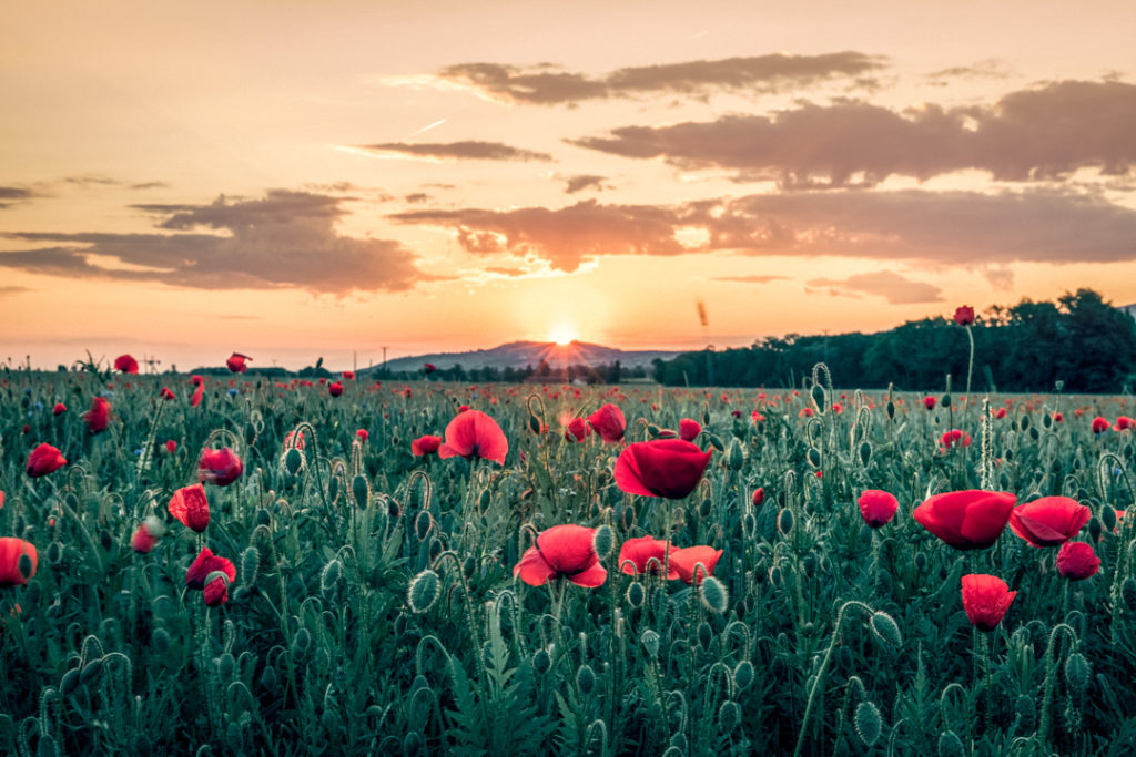 A serene and captivating field of poppies illuminated by the soft, warm light of a sunrise.