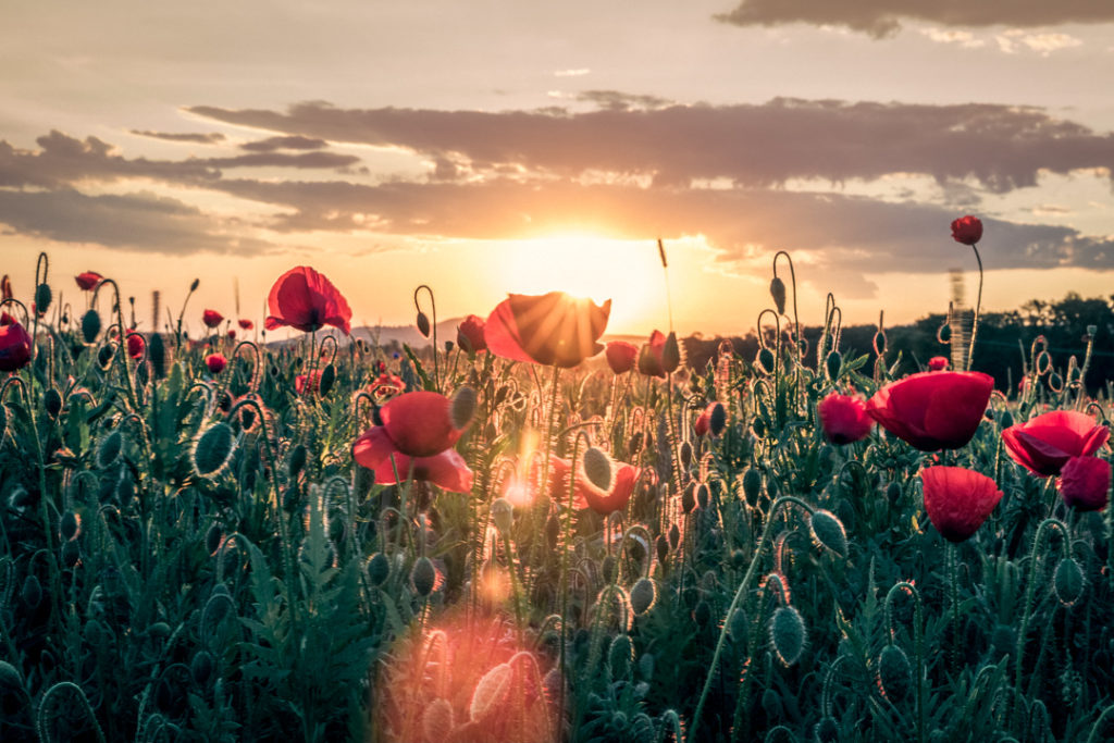 Champ de coquelicots illuminés par le lever du soleil.