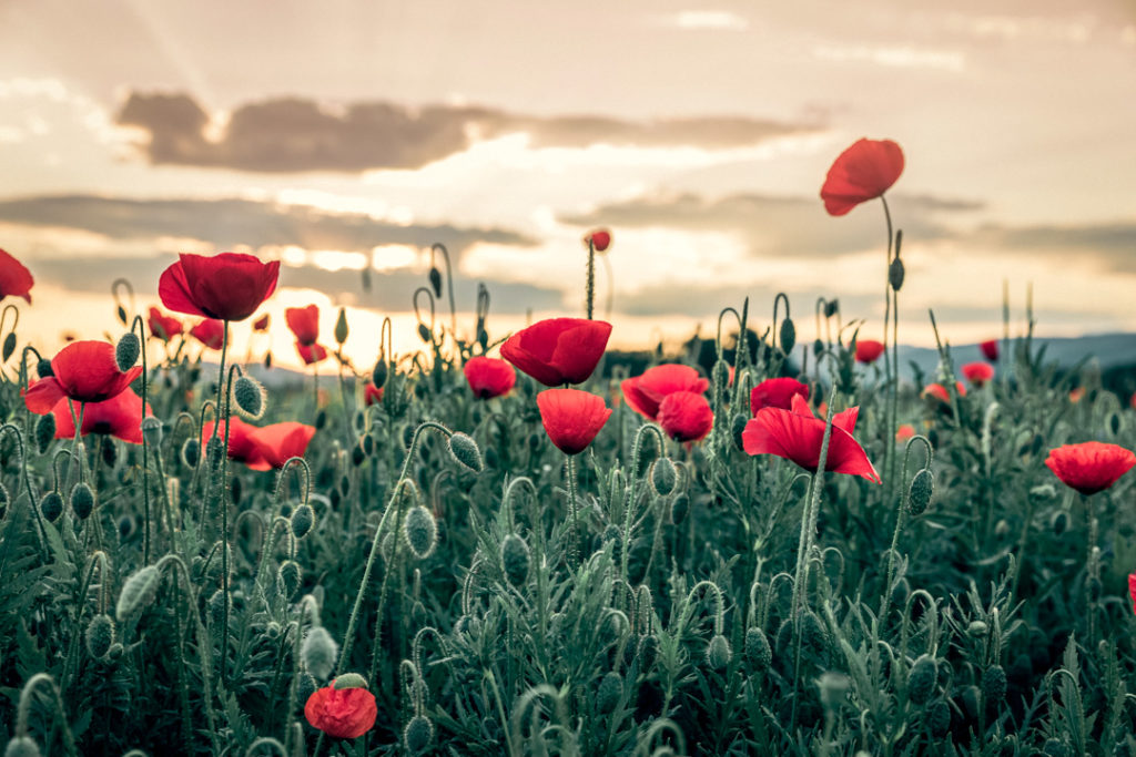 Champ de coquelicots au lever du soleil, juin 2019.