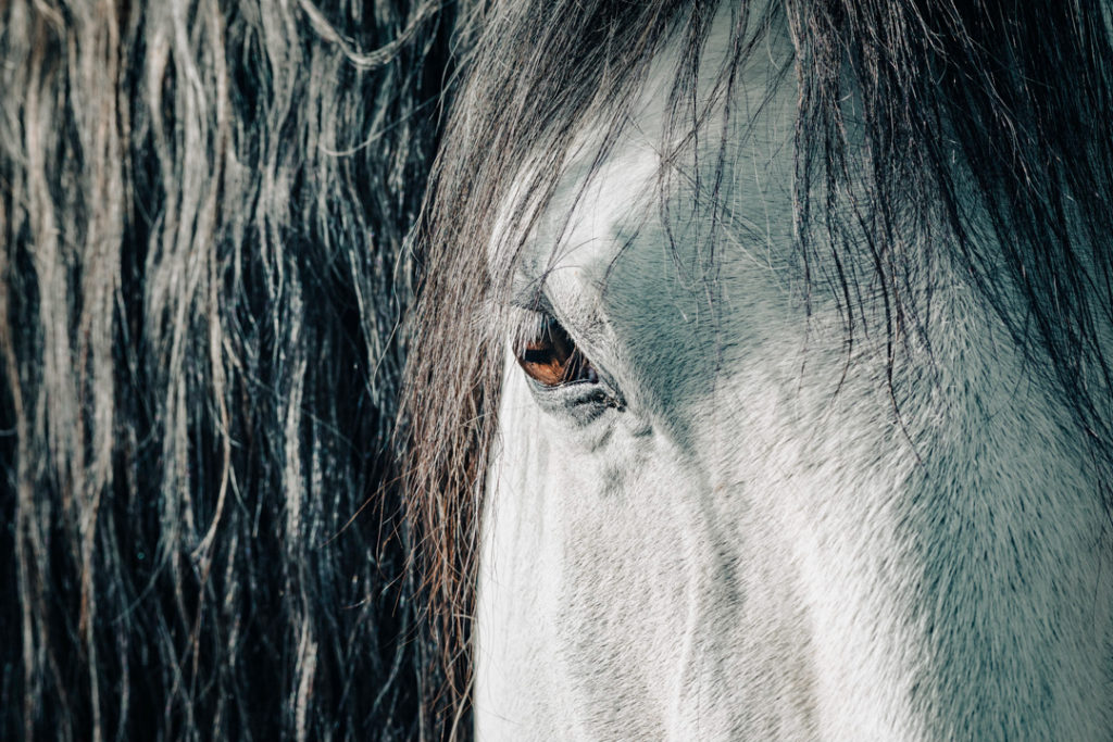 Œil de cheval blanc avec crinière grise dans la lumière matinale.