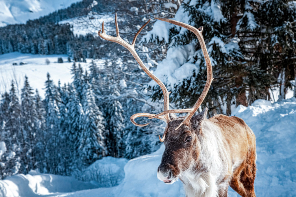 Un renne face à l'objectif, avec un paysage hivernal en arrière-plan à Megève.