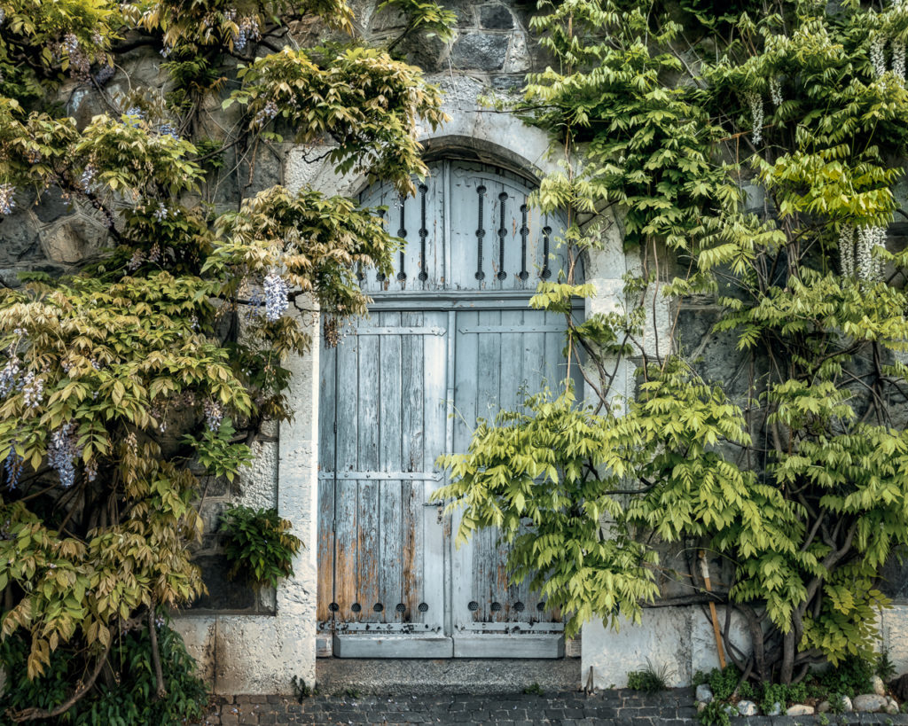 Une vieille porte bleue délavée encadrée par des glycines en floraison dans la vieille ville de Genève.