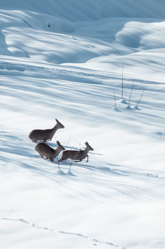 Three deer gracefully leaping through a snowy field in Megève

