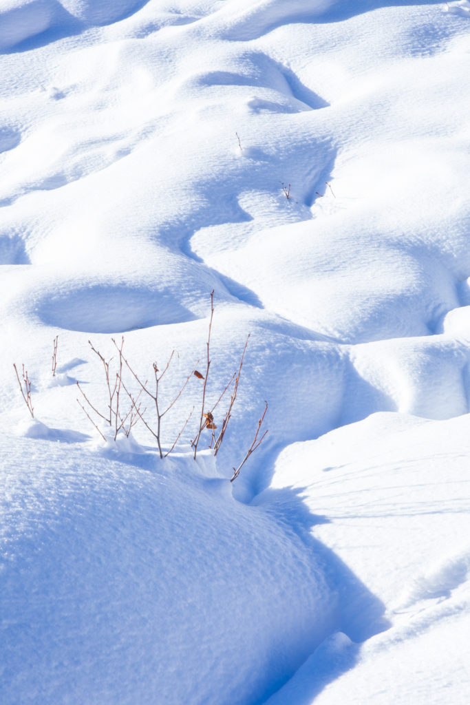 Vagues de neige sculptées par le vent en Savoie, France, avec branches émergeant et soleil brillant